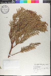 Thuja occidentalis image