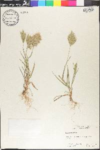 Bromus hordeaceus image