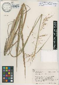 Sorghastrum apalachicolense image