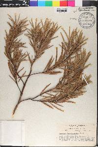 Podocarpus novae-caledoniae image