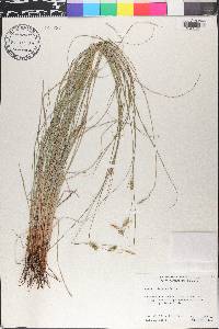 Carex triquetra image