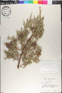 Juniperus pachyphlaea image