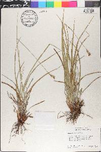 Carex triquetra image