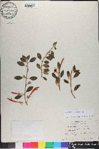 Columnea scandens image