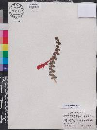 Columnea oerstediana image