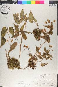 Begonia humilis image