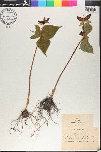 Trillium erectum image