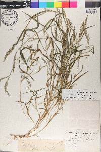 Muhlenbergia frondosa image