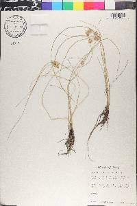 Cyperus acuminatus image