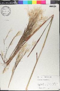 Andropogon bicornis image