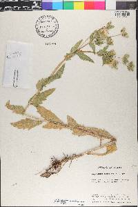 Lindheimera texana image