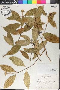 Psychotria urbaniana image