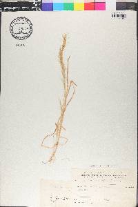 Gaudinia fragilis image