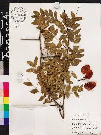 Gleditsia aquatica image