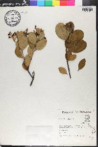 Erithalis fruticosa image