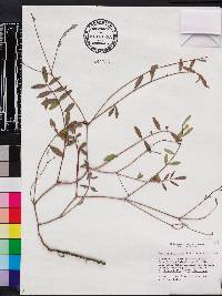 Tephrosia florida image