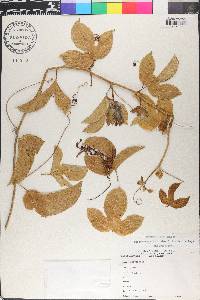 Passiflora edulis image