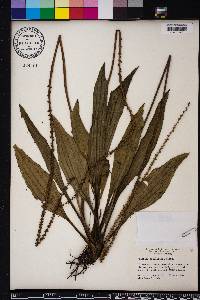 Plantago sparsiflora image