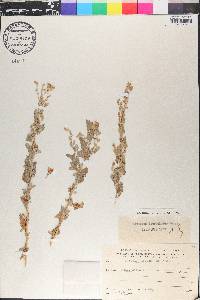 Atriplex leucoclada image
