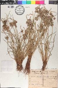 Cyperus fuscus image
