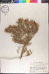 Pinus monophylla image