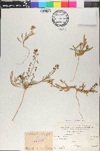 Reseda orientalis image