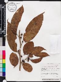 Lycianthes synanthera image