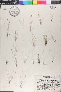 Eleocharis engelmannii image