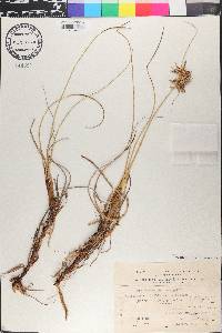 Cyperus conglomeratus image