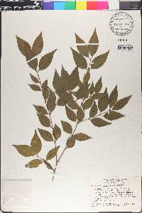 Eugenia aboukirensis image