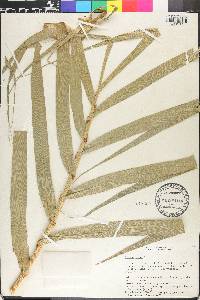 Arundo donax image