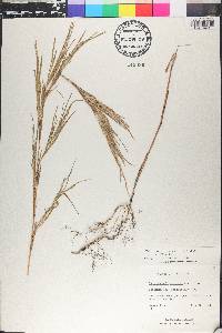 Muhlenbergia mexicana image