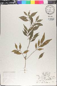 Eugenia aboukirensis image