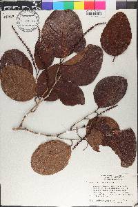 Coccoloba swartzii image
