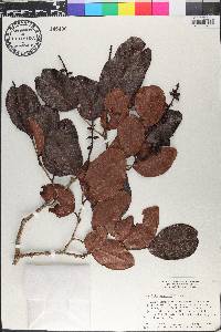 Coccoloba swartzii image
