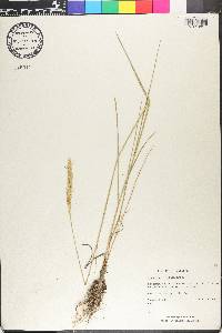 Pascopyrum smithii image