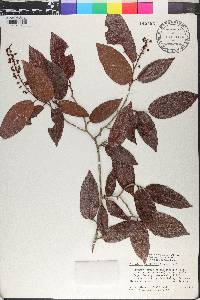 Coccoloba longifolia image