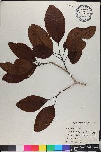 Pisonia subcordata image