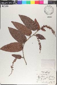 Coccoloba longifolia image