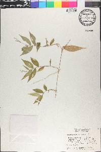 Ichnanthus nemorosus image