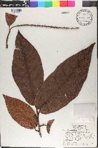 Coccoloba longifolia image
