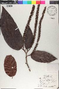 Coccoloba longifolia image