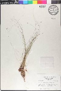 Eleocharis tenuis image
