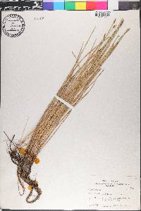 Eleocharis erythropoda image