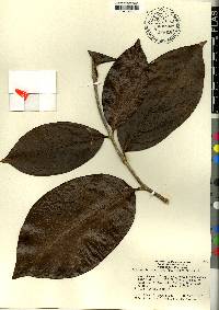 Schlegelia parasitica image