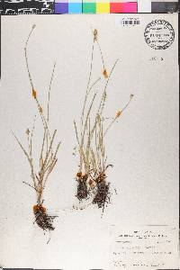 Carex aggregata image