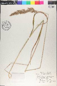 Calamagrostis cinnoides image
