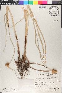 Bolboschoenus maritimus image