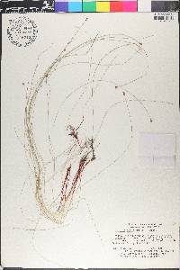 Eleocharis tenuis image