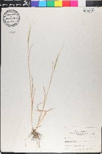 Aegilops cylindrica image